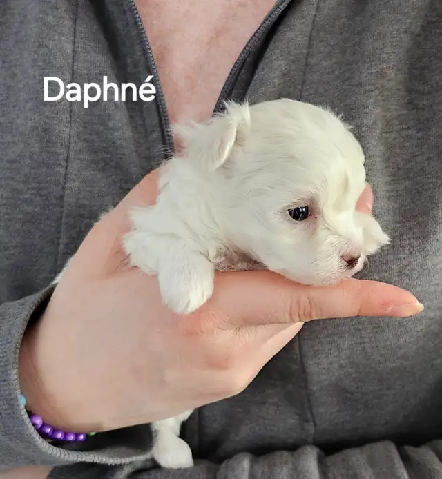 BICHON MALTAIS FEMELLE et 2 MALTIPOOS - Photo 7