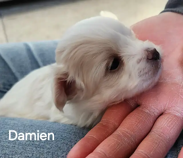 BICHON MALTAIS FEMELLE et 2 MALTIPOOS - Photo 8