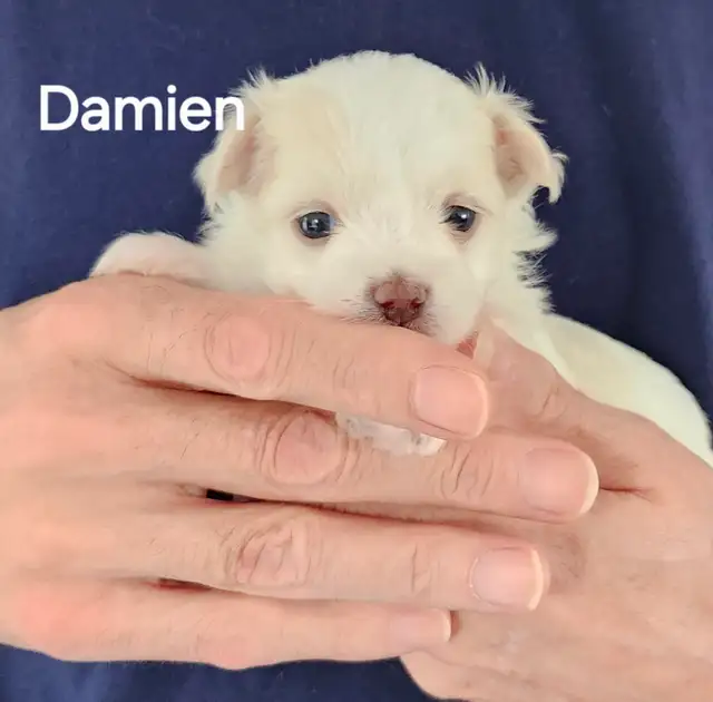 BICHON MALTAIS FEMELLE et 2 MALTIPOOS - Photo 9