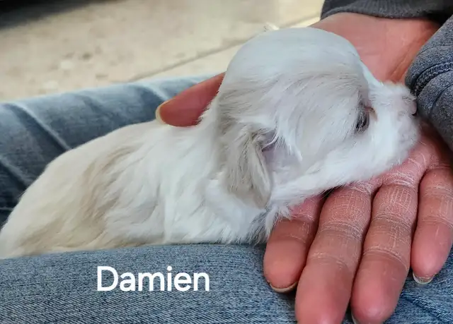 BICHON MALTAIS FEMELLE et 2 MALTIPOOS - Photo 10