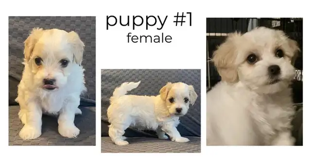 Beautiful Puppies looking for a forever home!