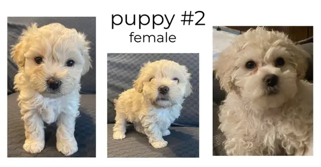 Beautiful Puppies looking for a forever home! - Photo 2