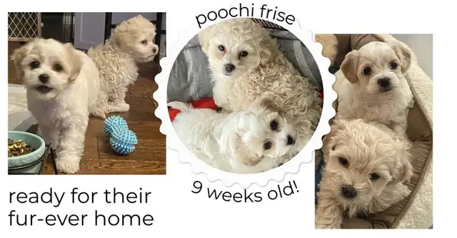 Beautiful Puppies looking for a forever home! - Photo 3