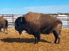 Bison Bull