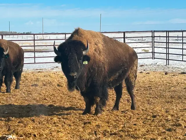 Bison Bull - Photo 2