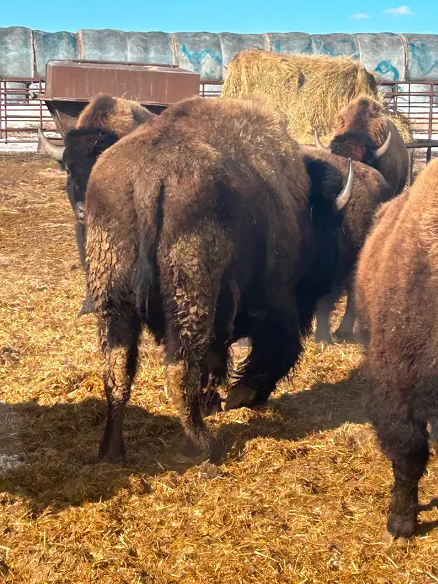 Bison Bull - Photo 3