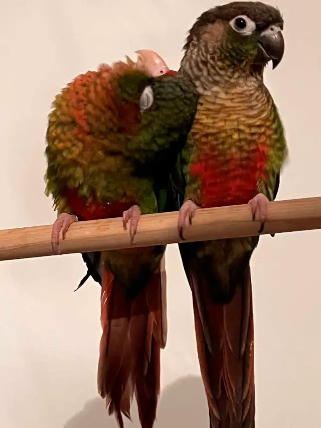 Couple de conure