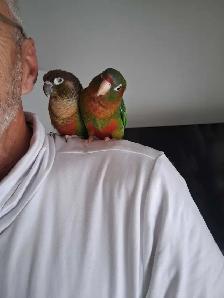 Couple de conure - Photo 5