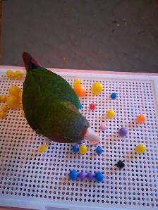 Couple de conure - Photo 6