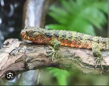 WANTED: Chinese crocodile lizard