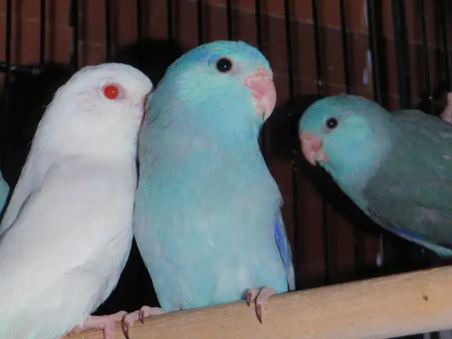baby parrotlets