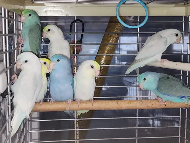 baby parrotlets - Photo 2