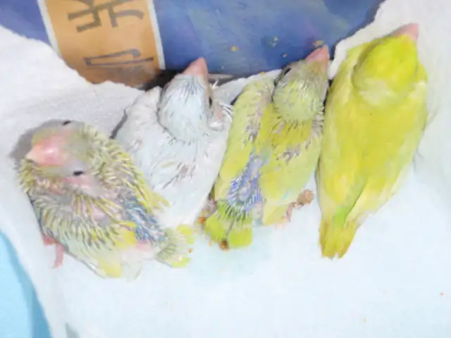 baby parrotlets - Photo 3