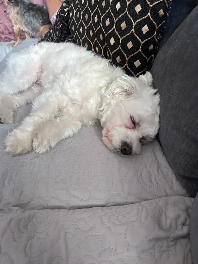 8 MONTH OLD PUPPY FOR SALE!