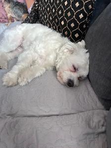 8 MONTH OLD PUPPY FOR SALE!