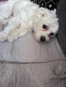 8 MONTH OLD PUPPY FOR SALE! - Photo 2