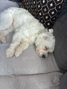 8 MONTH OLD PUPPY FOR SALE! - Photo 3