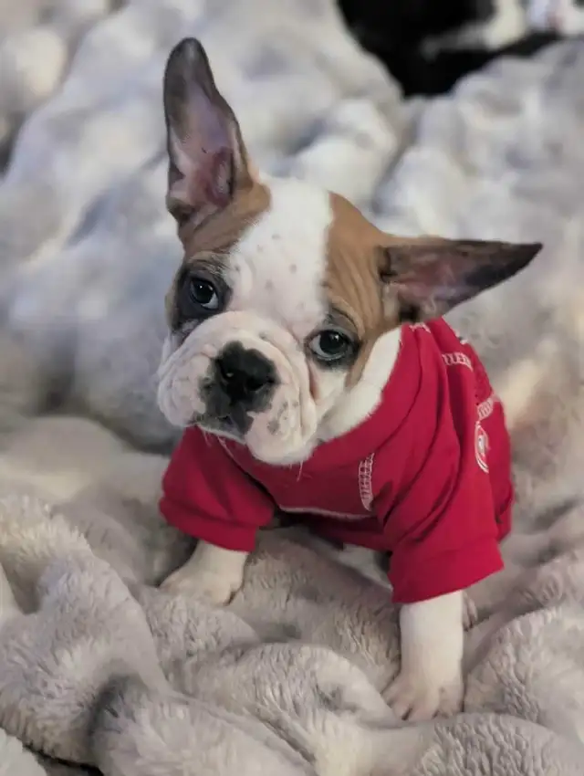 Frug puppies available French bulldog/Pug mix