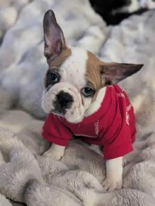 Frug puppies available French bulldog/Pug mix