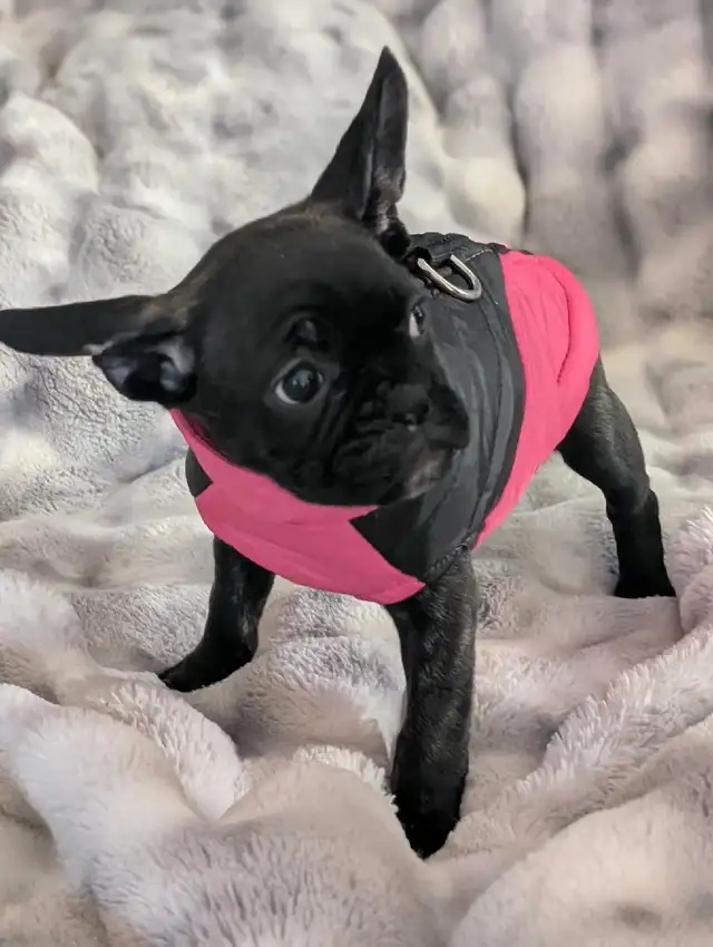Frug puppies available French bulldog/Pug mix - Photo 2