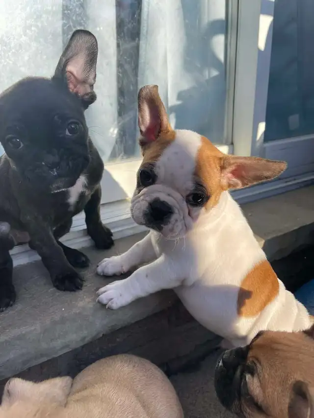 Frug puppies available French bulldog/Pug mix - Photo 3
