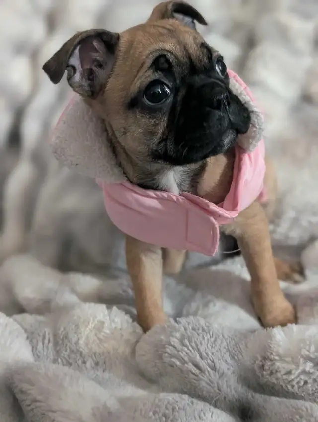 Frug puppies available French bulldog/Pug mix - Photo 4