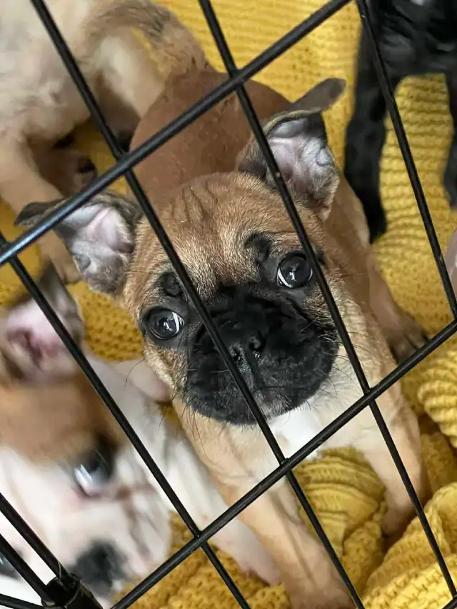 Frug puppies available French bulldog/Pug mix - Photo 5