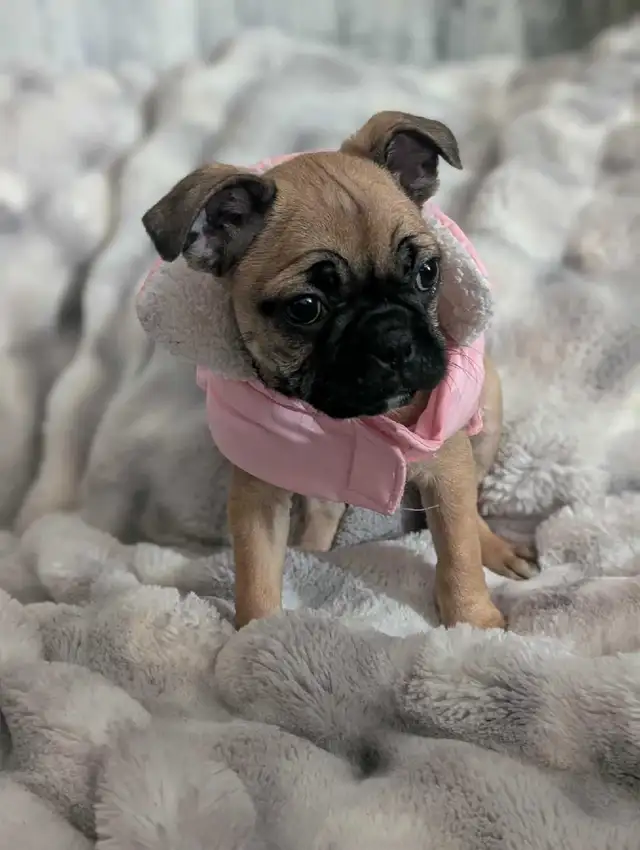 Frug puppies available French bulldog/Pug mix - Photo 6