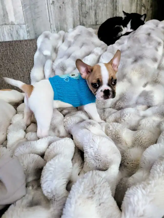 Frug puppies available French bulldog/Pug mix - Photo 7