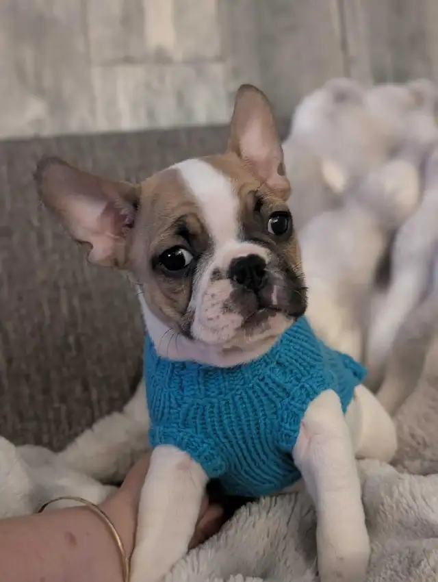 Frug puppies available French bulldog/Pug mix - Photo 8