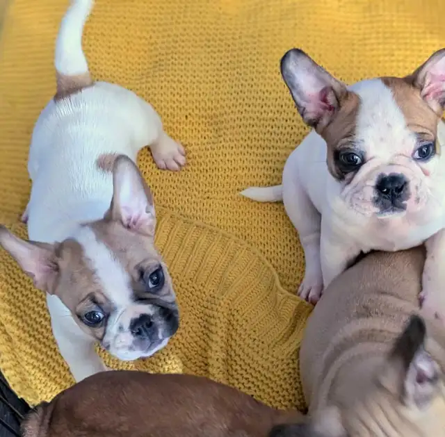 Frug puppies available French bulldog/Pug mix - Photo 9