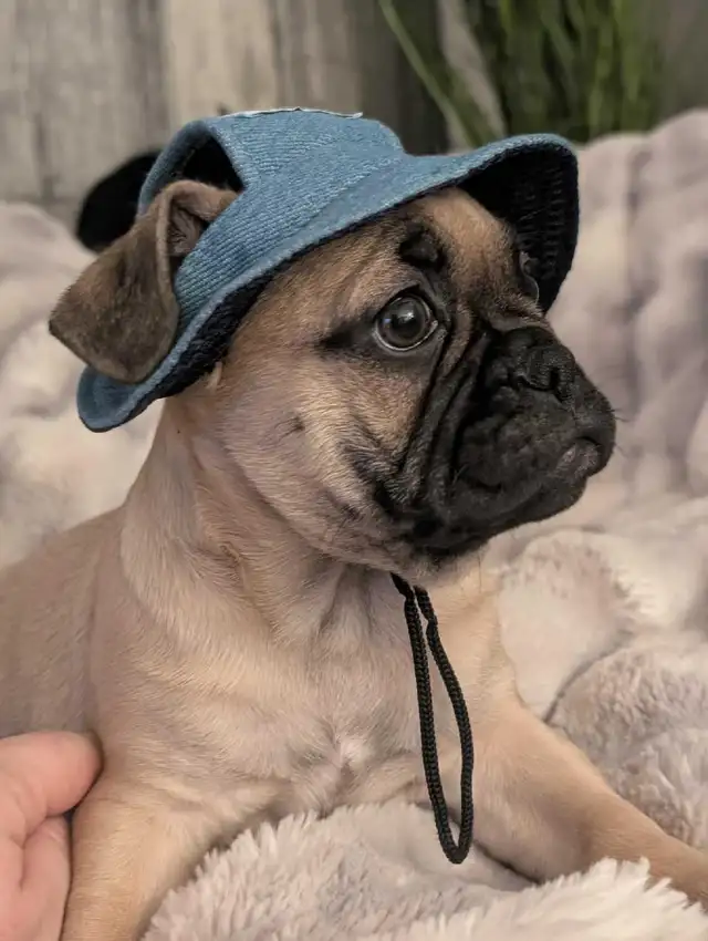 Frug puppies available French bulldog/Pug mix - Photo 10