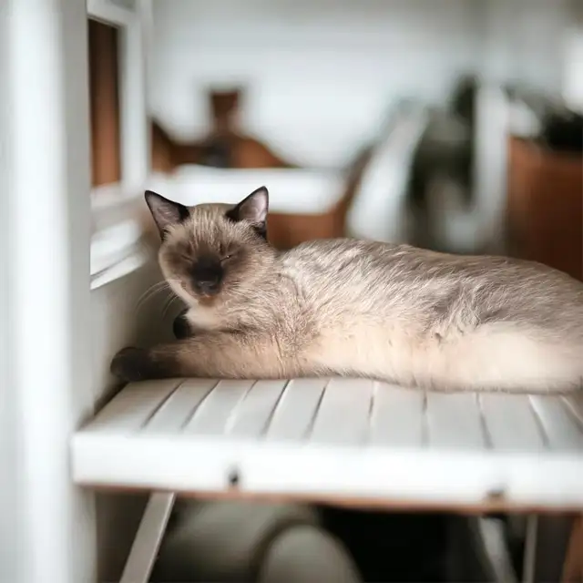 read the add please, Male cats