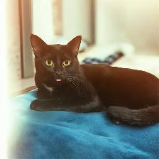 read the add please, Male cats - Photo 2