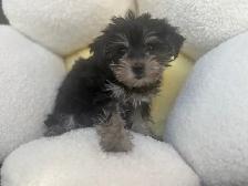 Yorkshire Terrier Puppies