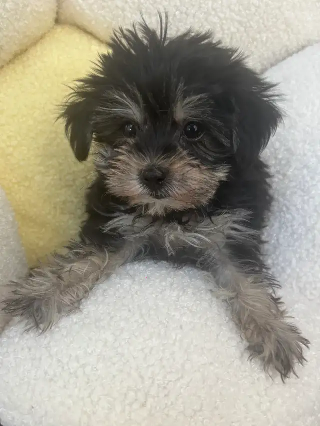 Yorkshire Terrier Puppies - Photo 2