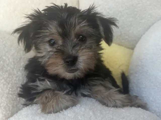 Yorkshire Terrier Puppies - Photo 3