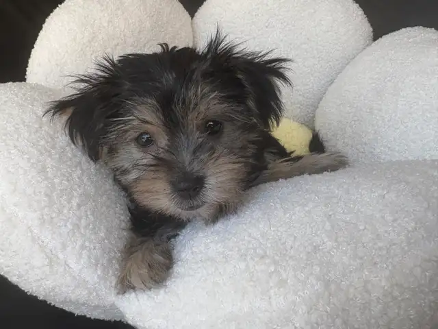 Yorkshire Terrier Puppies - Photo 4