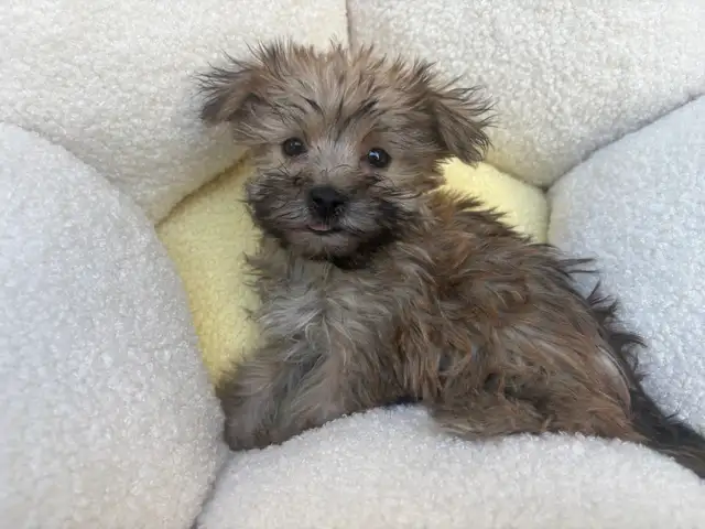 Yorkshire Terrier Puppies - Photo 5