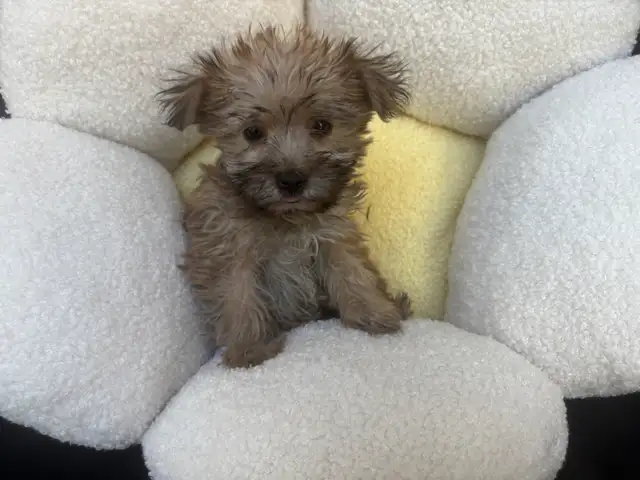 Yorkshire Terrier Puppies - Photo 6