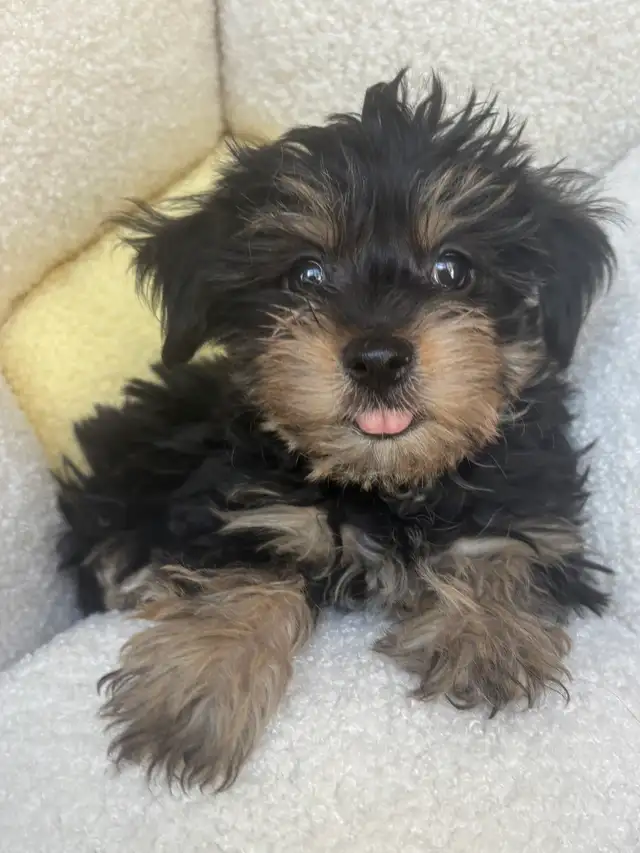 Yorkshire Terrier Puppies - Photo 7