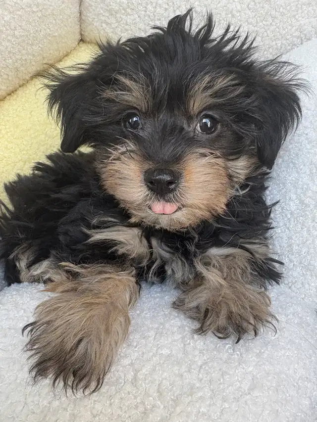 Yorkshire Terrier Puppies - Photo 8