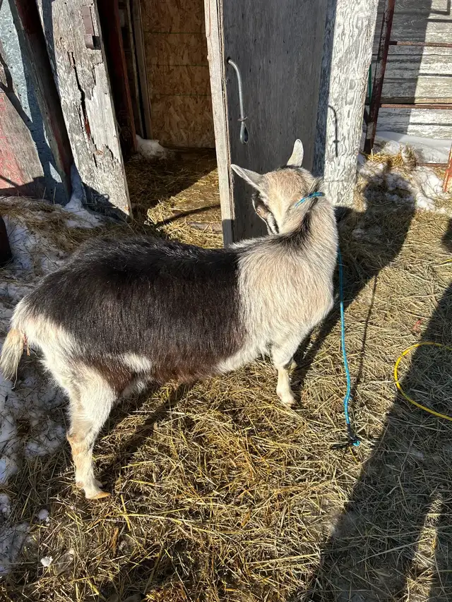 Milking Goat for Sale