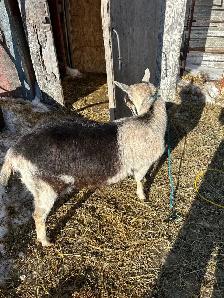 Milking Goat for Sale