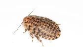 discoid roaches