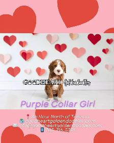 GORGEOUS GOLDENDOODLE PUPPIES