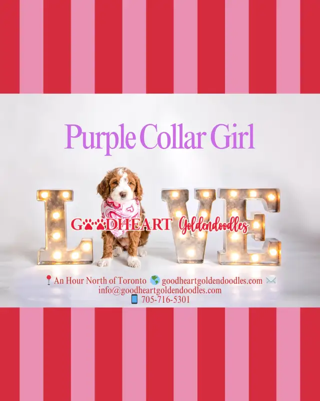 GORGEOUS GOLDENDOODLE PUPPIES - Photo 2