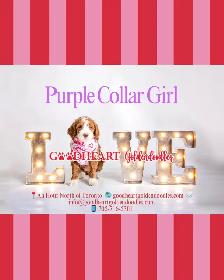 GORGEOUS GOLDENDOODLE PUPPIES - Photo 2