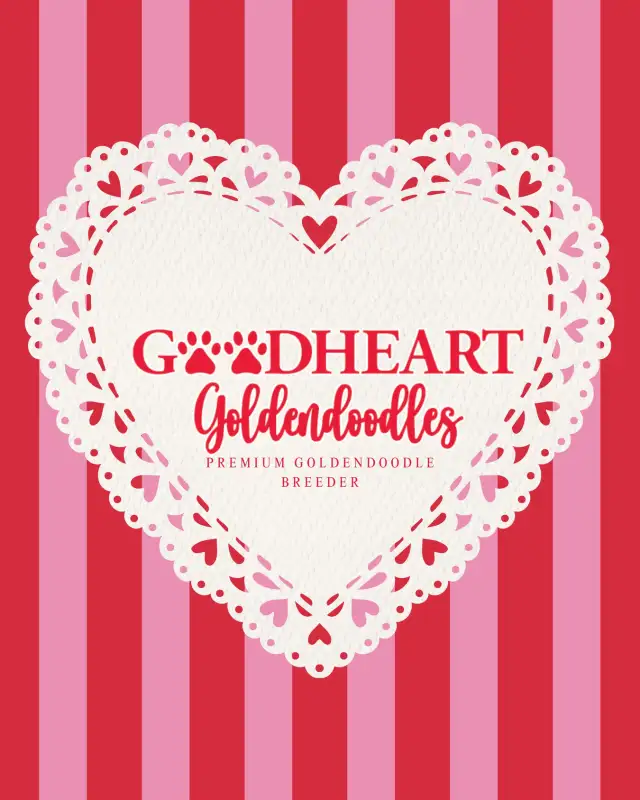 GORGEOUS GOLDENDOODLE PUPPIES - Photo 3