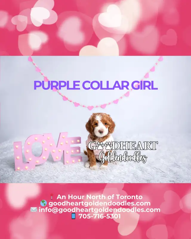 GORGEOUS GOLDENDOODLE PUPPIES - Photo 4